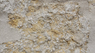 DSeelilien in der Mauer.